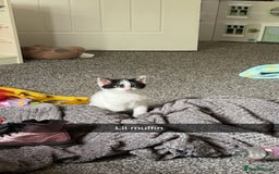 Mixed Breed cats for sale: Muffin  - Image 5