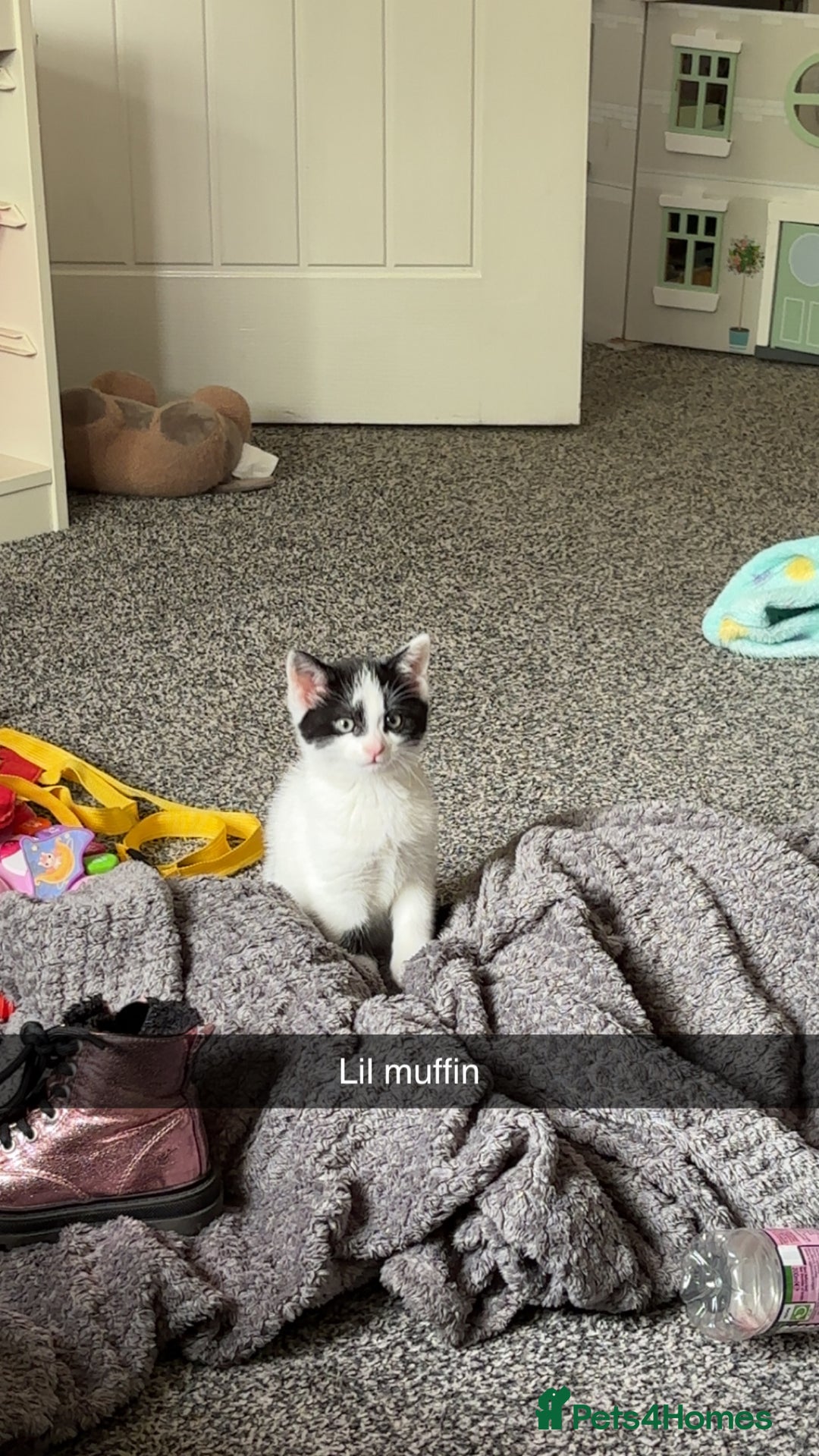 Mixed Breed cats for sale: Muffin  - Image 5