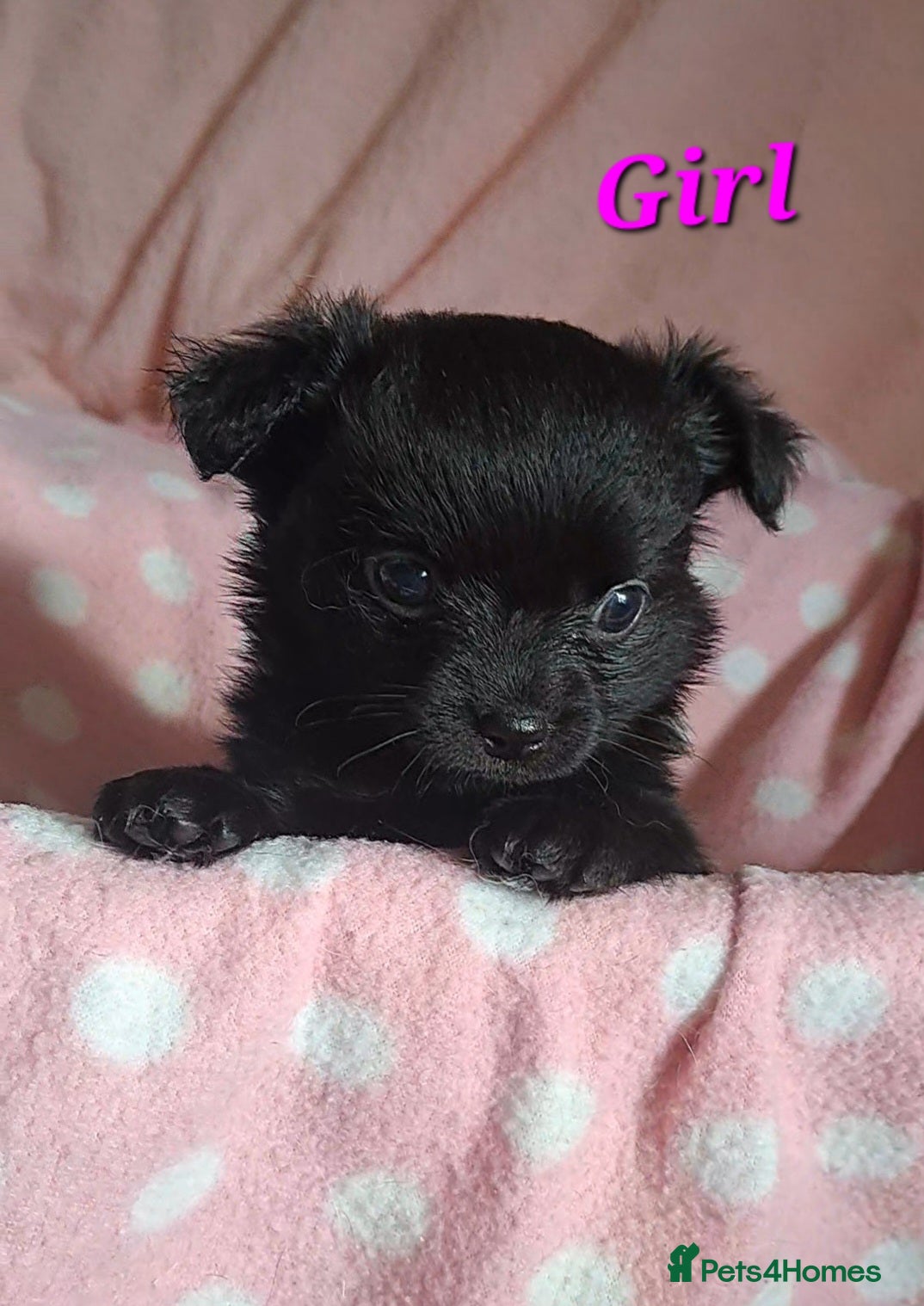 Chihuahua dogs Long Coat Chihuahua puppies for sale - Advert 17