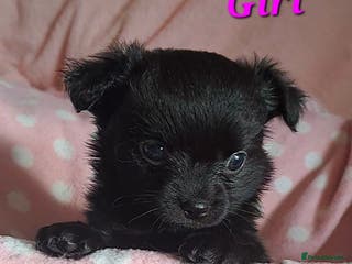 Chihuahua dogs Long Coat Chihuahua puppies for sale - Advert 17