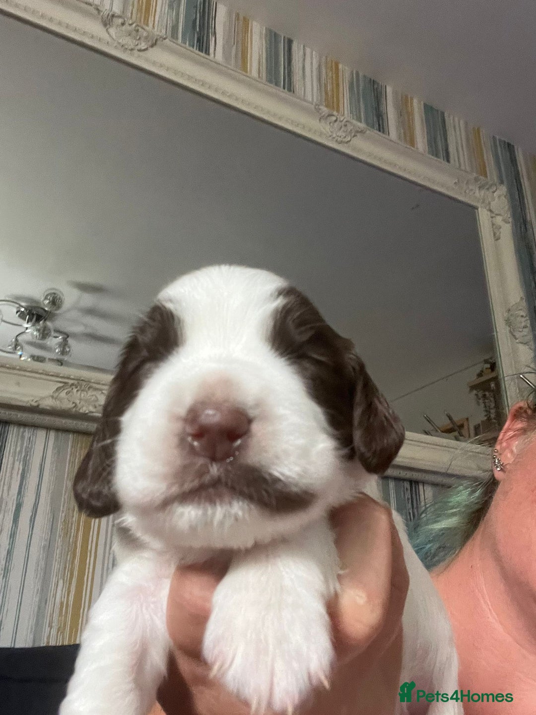 Sprocker dogs for sale: Beautiful Sprocker puppies  - Image 26