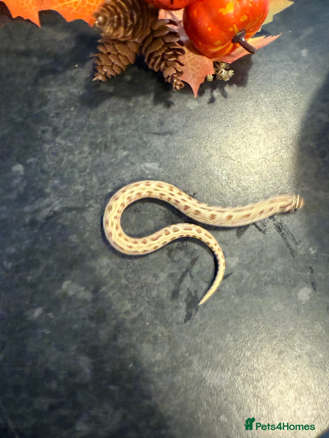 Snake reptiles for sale: Cb25 Hognose snakes AMAZING  - Image 7