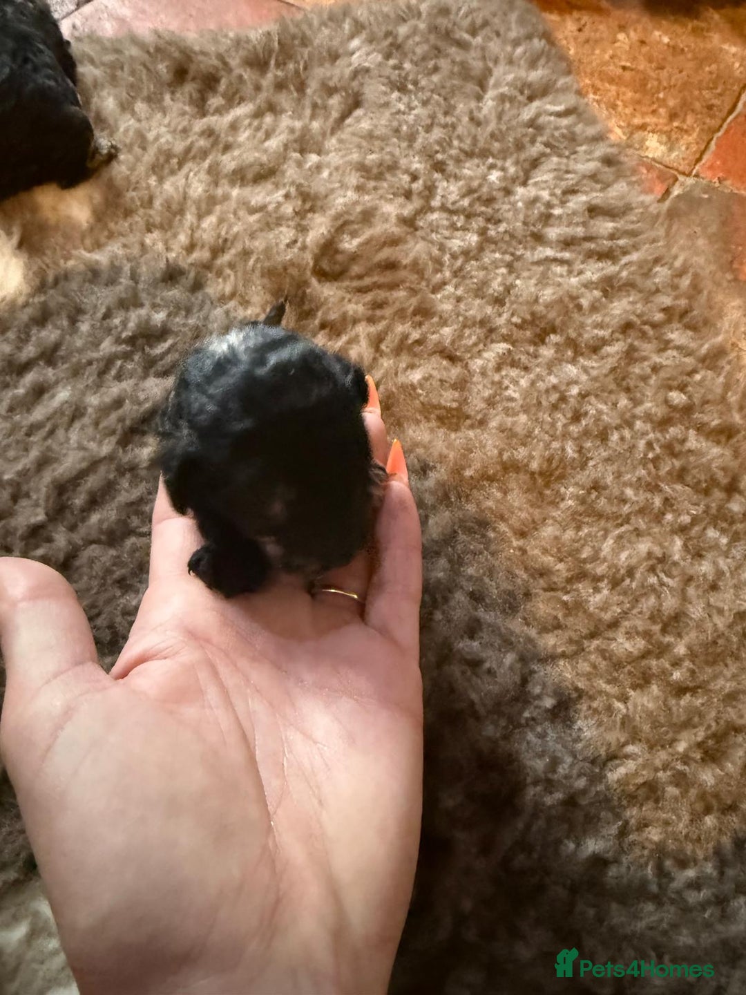 Toy Poodle dogs for sale: Pedigree Toy Poodle puppies, DNA tested parents - Image 34