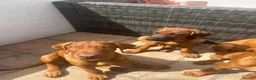 Rhodesian Ridgeback dogs for sale: KC Registered RR Ready for forever Homes 1st July - Advert 7