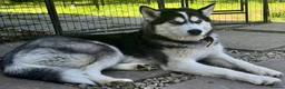 Siberian Husky dogs for adoption: 🐾 HASSY – Female Siberian Husky 🐾 - Advert 3