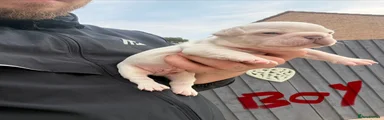 French Bulldog 2