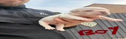 French Bulldog dogs for sale:     💎 Premium French Bulldog Puppies   in Poole - Advert 11