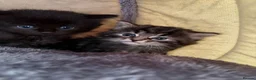 British Longhair cats for sale: 3 gorgeous kittens for sale  - Advert 6
