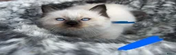 Ragdoll cats for sale: Pure breed ragdoll kittens READY NOW  - Advert 2