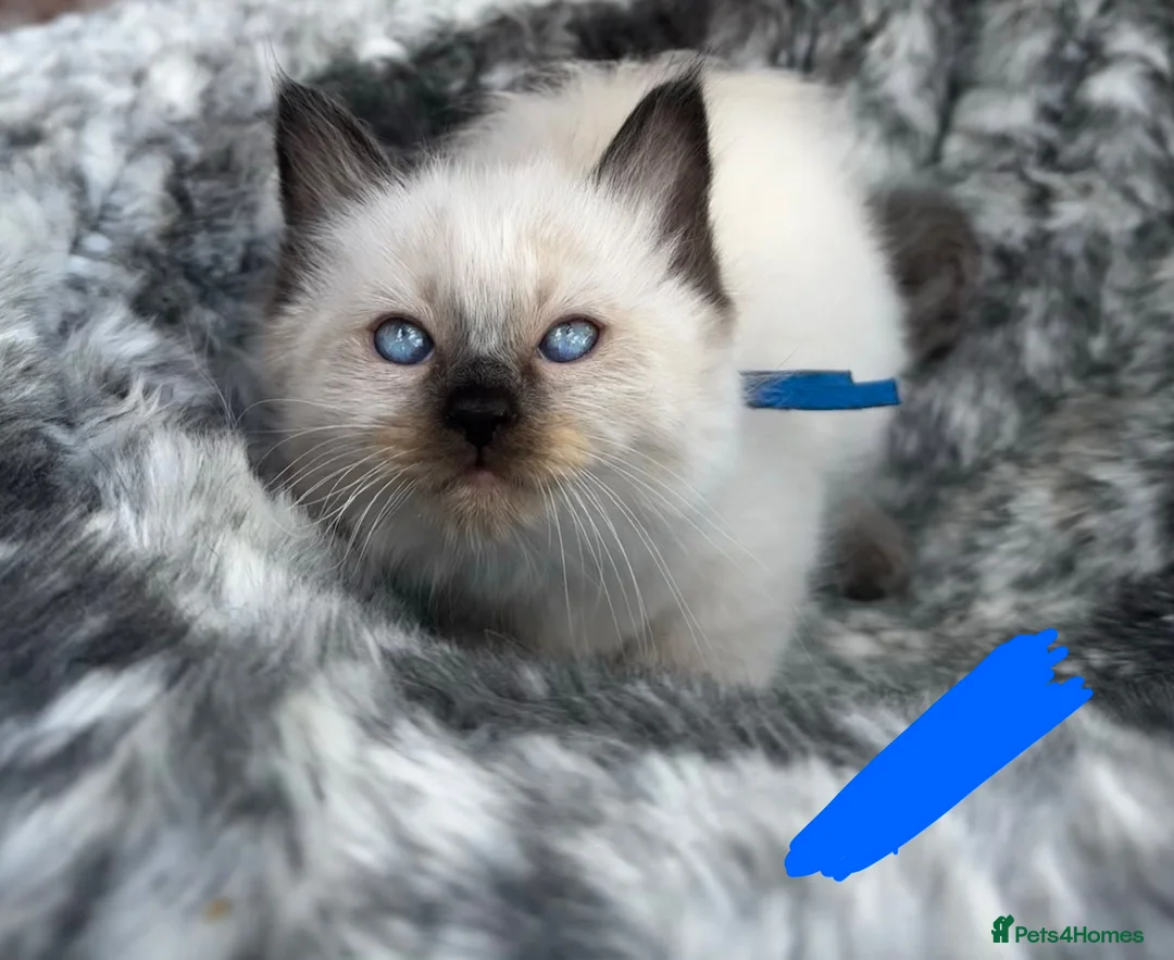 Ragdoll cats for sale: Pure breed ragdoll kittens READY NOW  - Advert 2