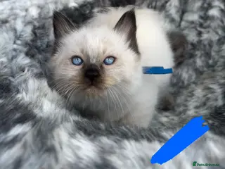 Ragdoll cats READY NOW Stunning ragdoll kittens - Advert 2
