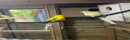 Parakeets birds for sale: a small colony of mutation red rump parakeets in Stoke-on-Trent - Advert 1