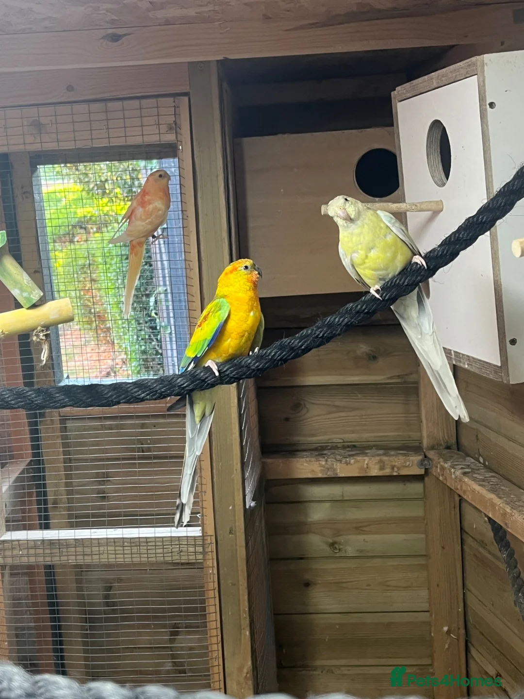 Parakeets birds for sale: a small colony of mutation red rump parakeets in Stoke-on-Trent - Advert 1