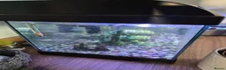 Shrimps fish for sale: Free amano shrimp and nereid snail in Slough - Advert 3