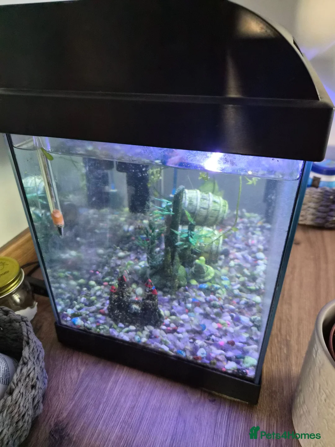 Shrimps fish for sale: Free amano shrimp and nereid snail in Slough - Advert 3
