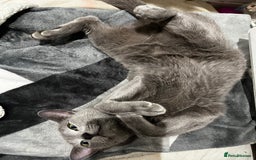 Russian Blue cats for sale: 4 years old Russian blue  - Image 7