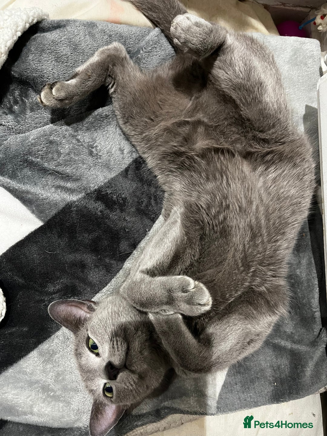 Russian Blue cats for sale: 4 years old Russian blue  - Image 7