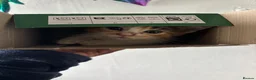 Mixed Breed cats for sale: 🐱 Six Kittens Looking for Loving Homes! 🐾 - Advert 11