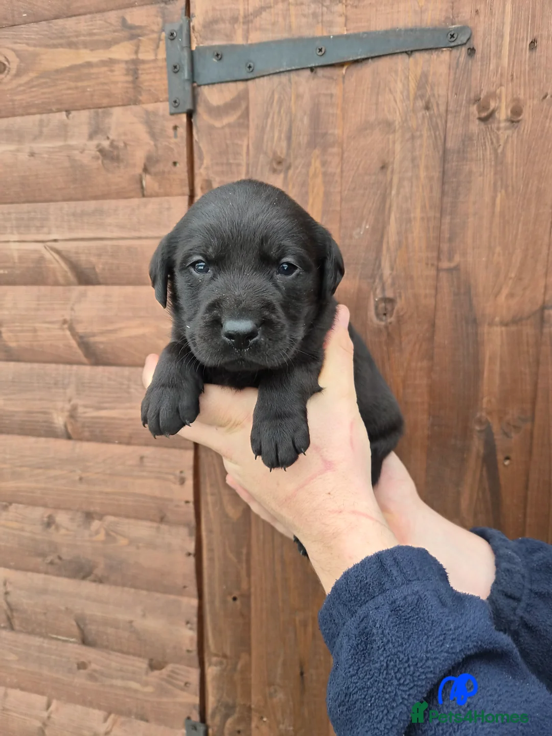 Labrador Retriever dogs for sale: Beautiful Labrador Retriever Puppies for Sale - Advert 13