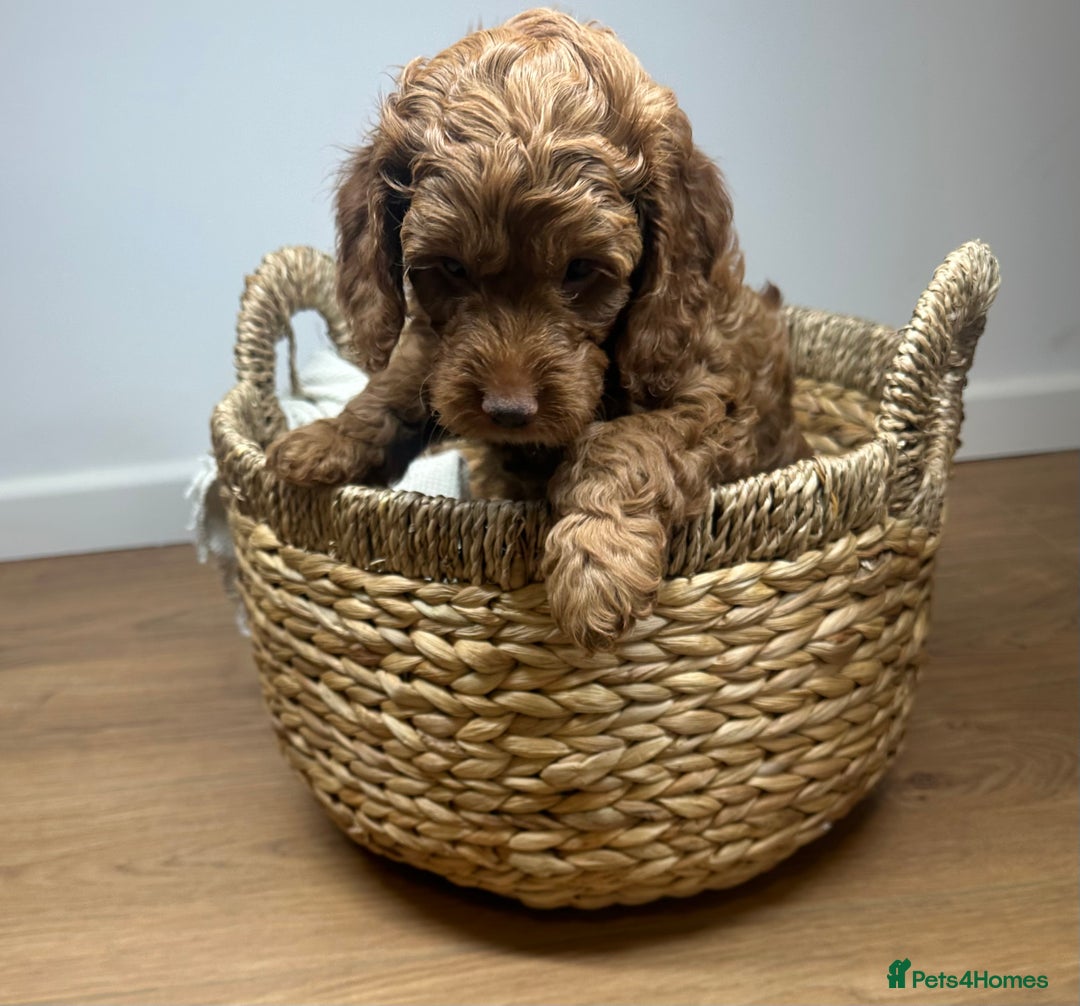 Cockapoo dogs for sale: Red Mini Cockapoo Puppies-Ready - 14 of January  - Advert 3
