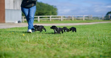 Cocker Spaniel dogs - Advert 14