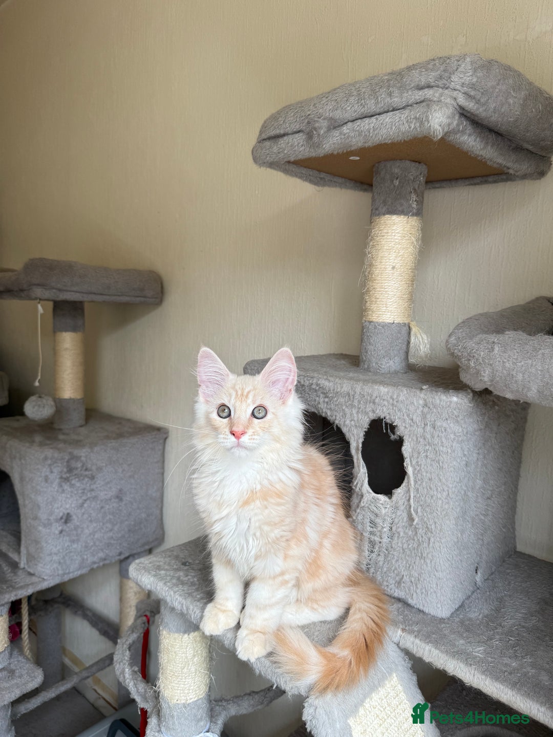 Maine Coon cats for sale: Stunning Maine coon kittens - Image 4