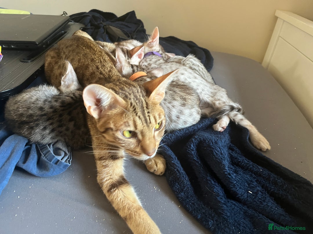 Ocicat cats for sale: Ocicat Kittens Available in Aberdeenshire in Alford - Image 21