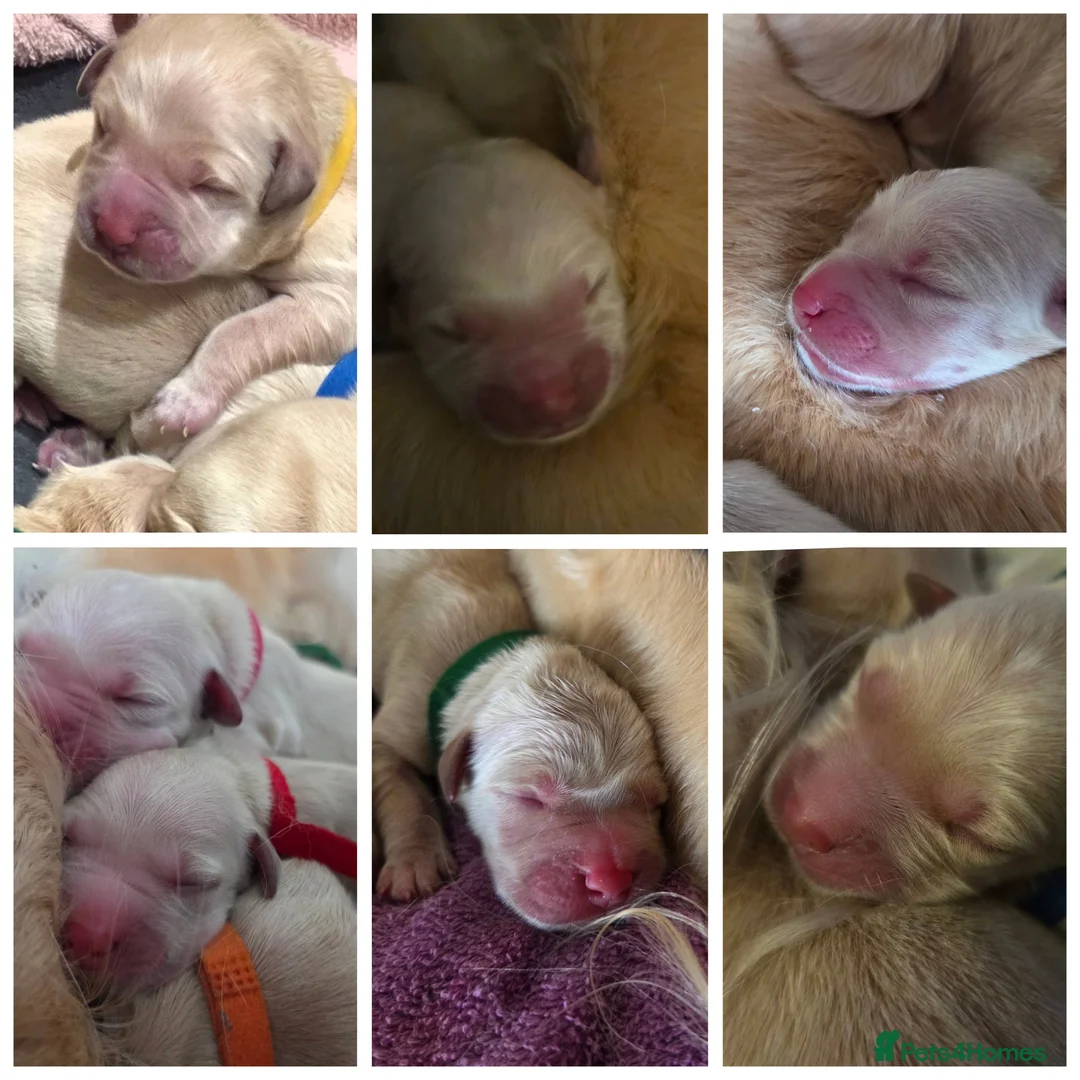 Golden Retriever dogs for sale: Golden retriever puppies in Ashton-under-Lyne - Advert 9