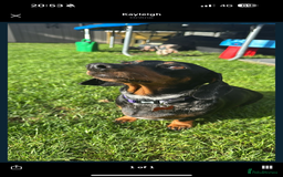 Miniature Dachshund dogs for sale: Stunning miniature dachshund boy - Image 6