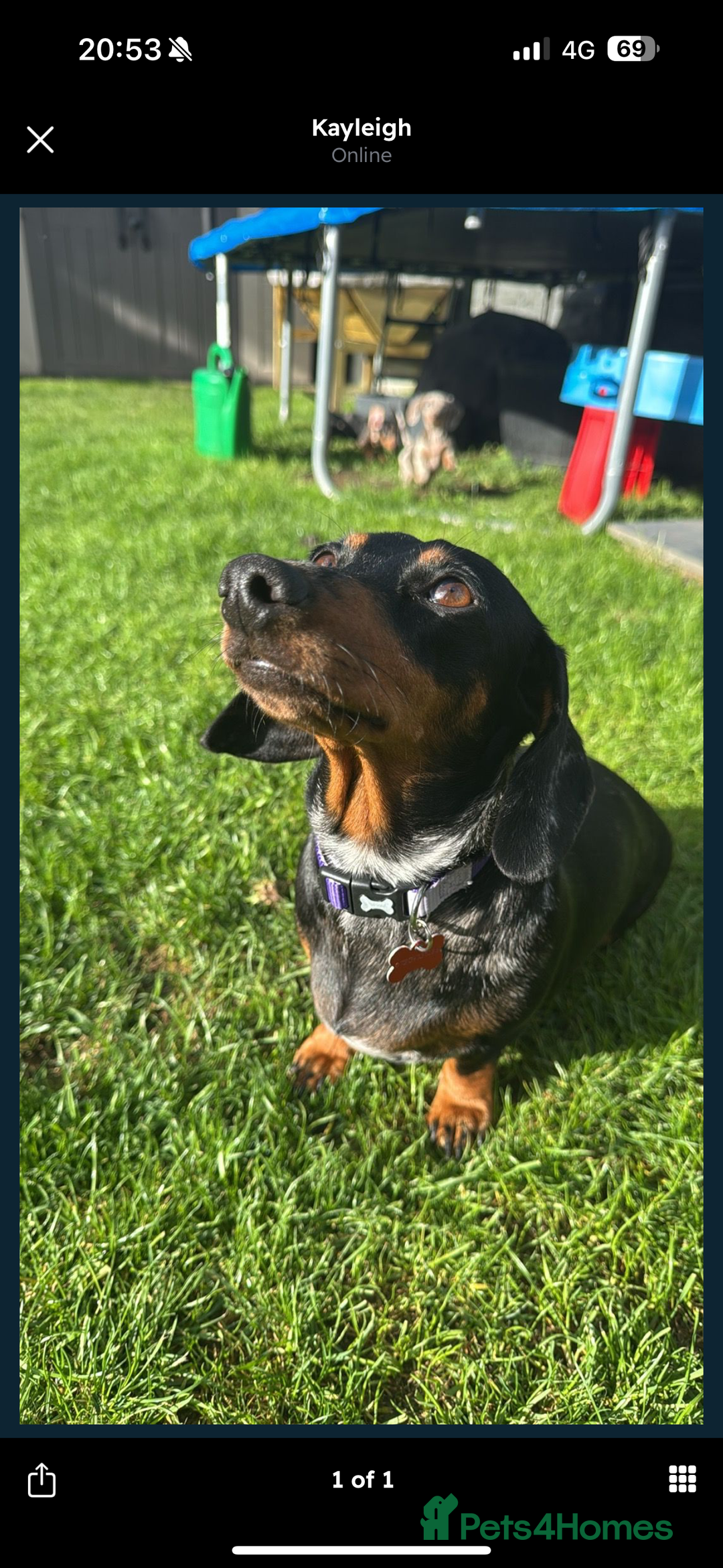 Miniature Dachshund dogs for sale: Stunning miniature dachshund boy - Image 6