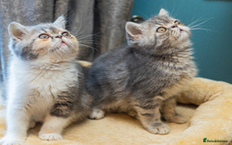 Exotic cats for sale: Exotic Kitten 1 - Pure breed beautiful chunky boy Exotic - Image 5