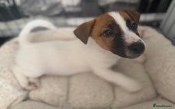 Jack Russell dogs for sale: Male puppy last left from 6 - Image 2