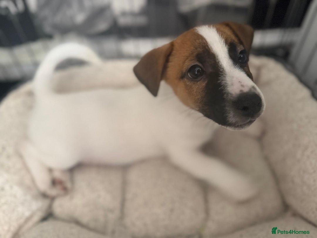 Jack Russell dogs for sale: Male puppy last left from 6 - Image 2