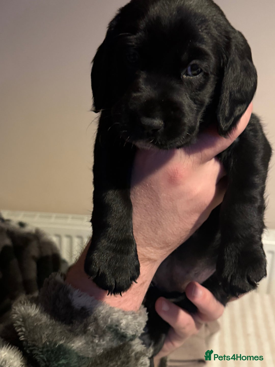 Cockerdor dogs for sale: F1 Cockerador Puppies  - Advert 10