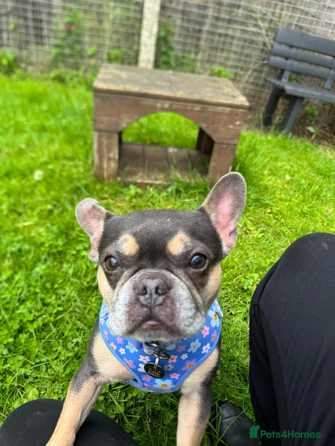French Bulldog dogs for adoption: Lyla  - Advert 2