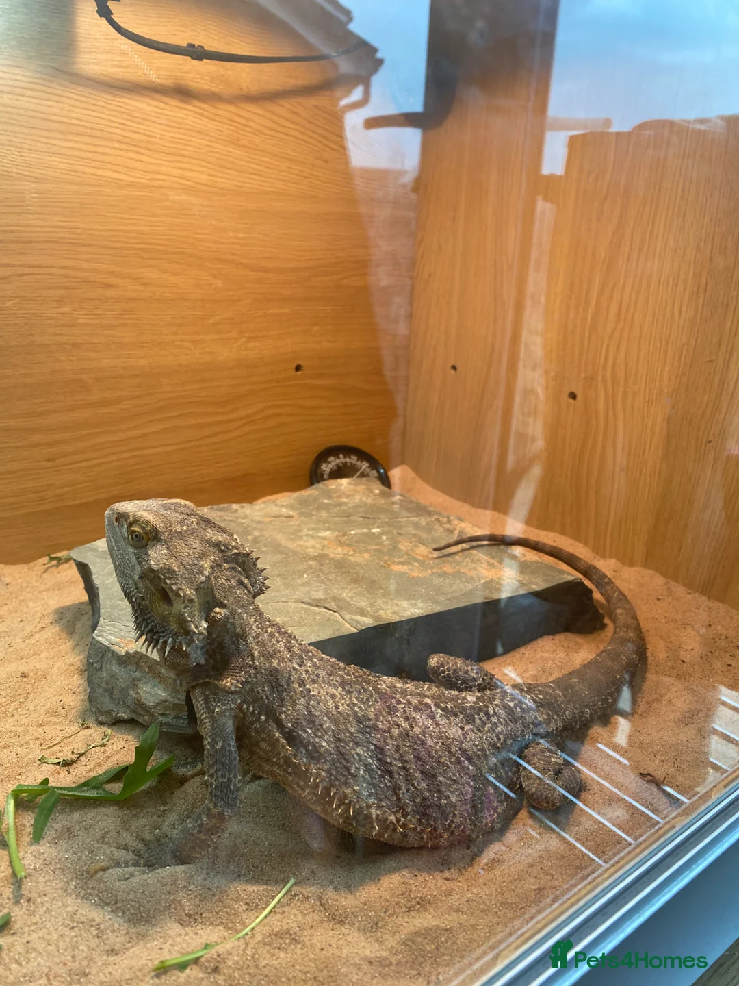 Bearded Dragon reptiles for sale: 2 year old female Standard Morph Bearded Dragon in Salisbury - Advert 5
