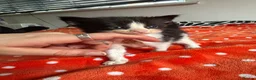 American Shorthair cats for sale: 6 GORGEOUS KITTENS + 1 IMPOSSIBLE KITTEN - Advert 3