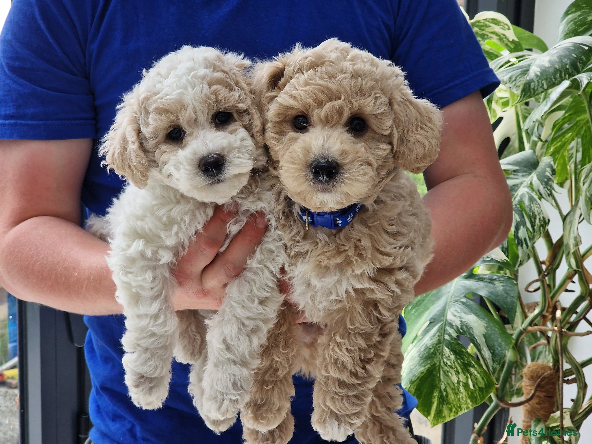 Poochon dogs Health-Tested Poochon Puppies – Ready NOW - Advert 9
