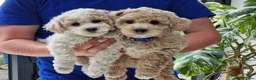 Poochon dogs for sale: Health-Tested Poochon Puppies – Ready NOW - Advert 3