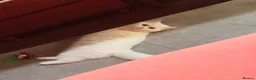 British Shorthair cats for sale: Luna is ready for a new home in Twickenham - Advert 6