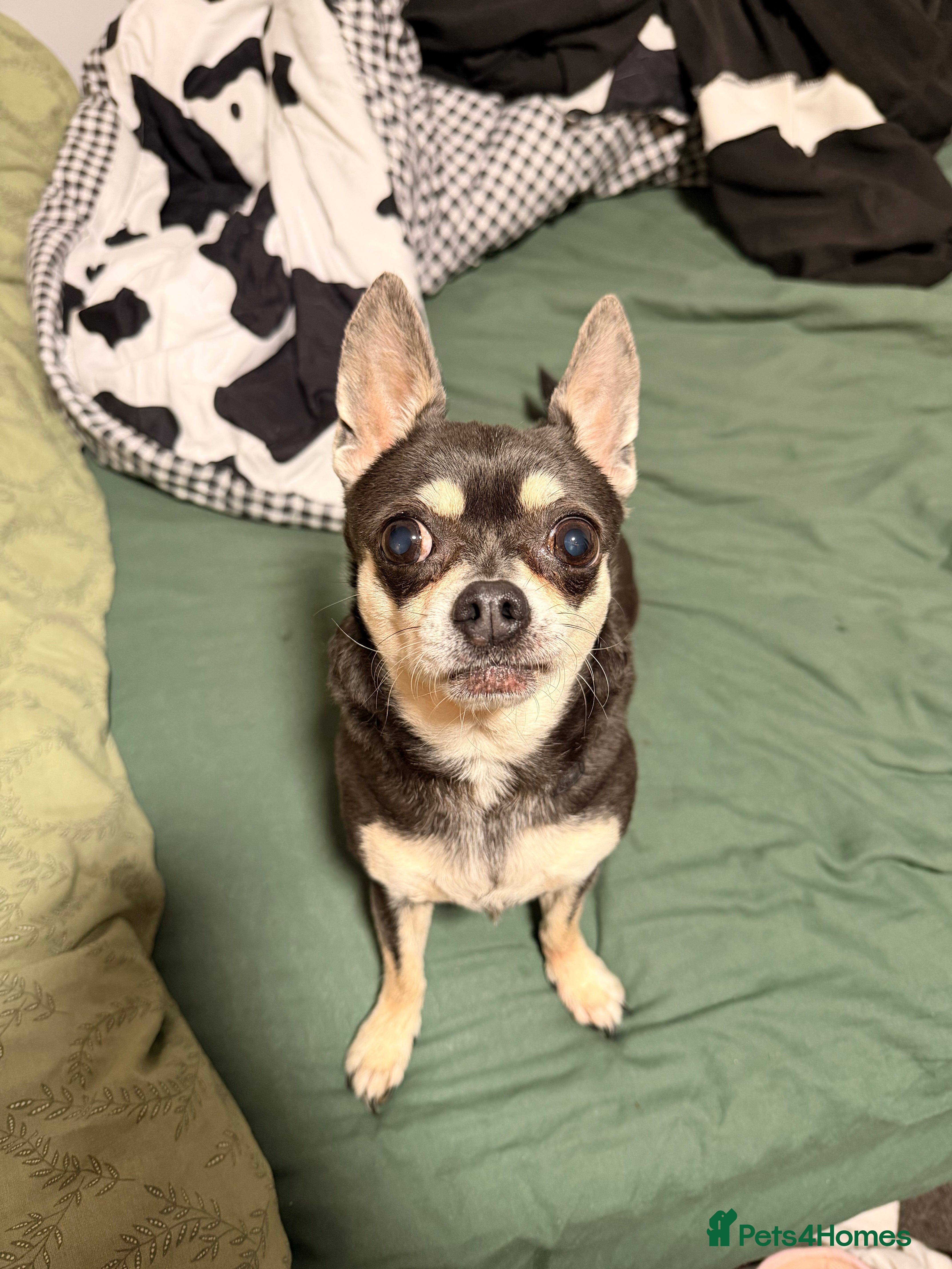 Chihuahua dogs 11 year old chihuahua - Advert 1