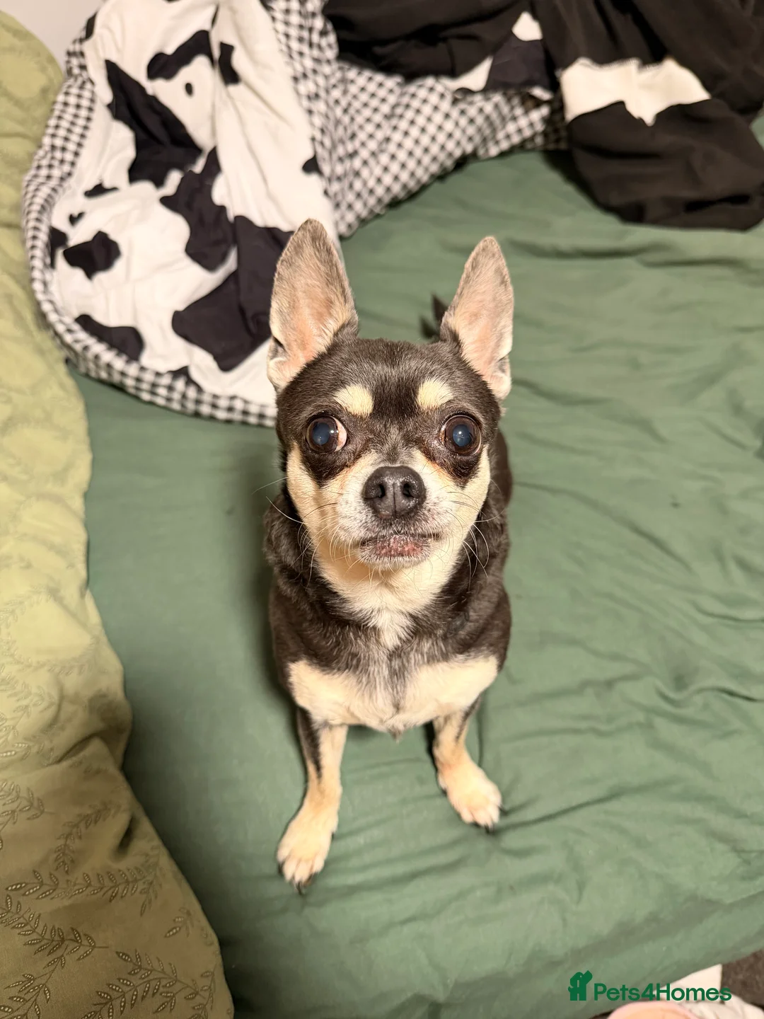 Chihuahua dogs for sale: 11 year old chihuahua - Advert 1