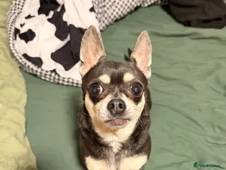 Chihuahua dogs 11 year old chihuahua - Advert 1