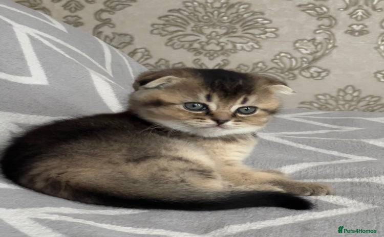 Scottish Fold cats Lovely kittens looking for new family  - Advert 11