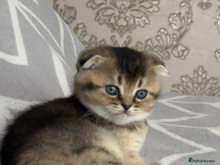Scottish Fold cats Lovely kittens looking for new family - Advert 8