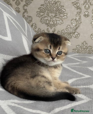 Scottish Fold cats Lovely kittens looking for new family - Advert 11