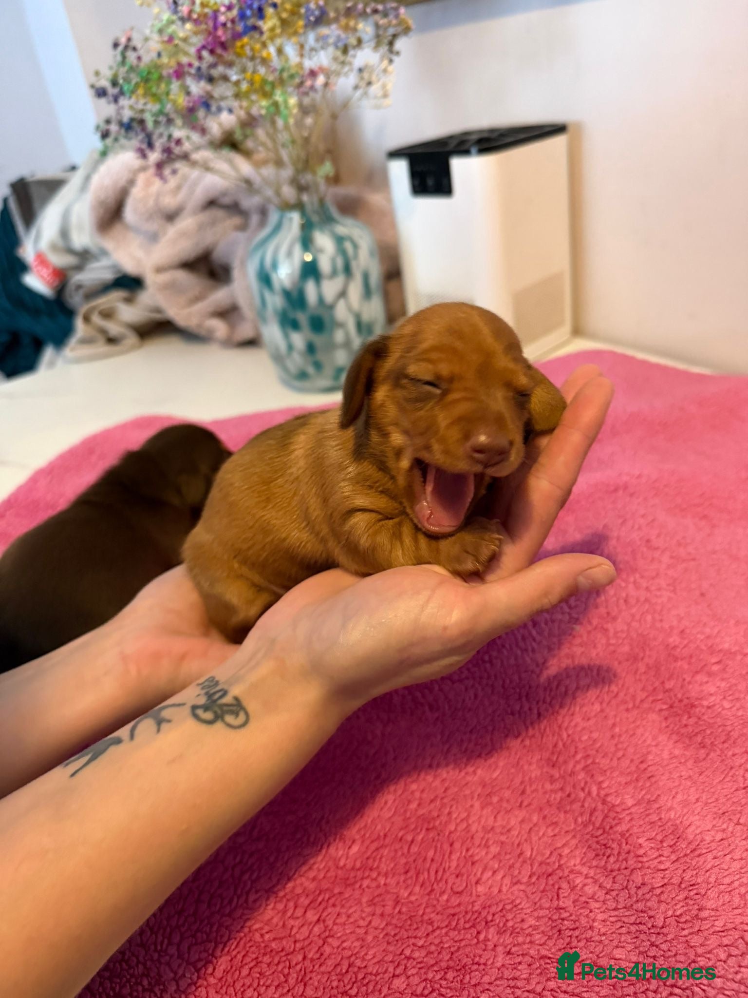 Miniature Dachshund dogs Miniature dachshund puppies - Advert 6