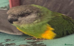 Parrots birds for sale: Beautiful female Senegal parrot for sale - Image 3