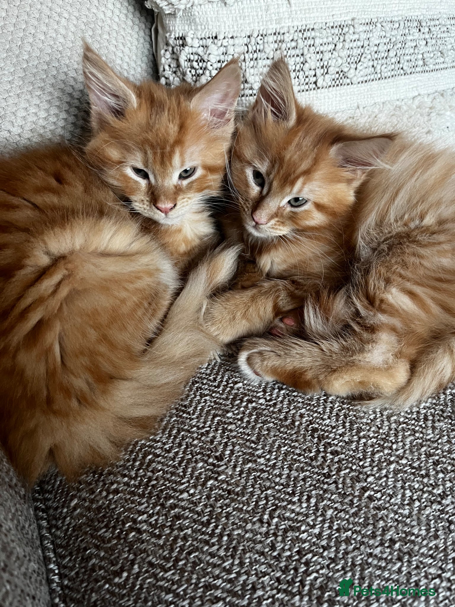 Maine Coon cats Stunning Mainecoon Kittens - Advert 13