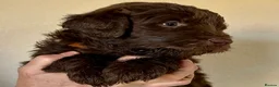 Double Doodle dogs for sale: 2 Stunning Standard F3 Labradoodle boys-cream/choc - Advert 30